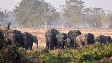 Photo of झारखंड: हाथियों के झुंड ने एक ही परिवार के 3 लोगों को कुचला, पति-पत्नी और बच्ची की मौत