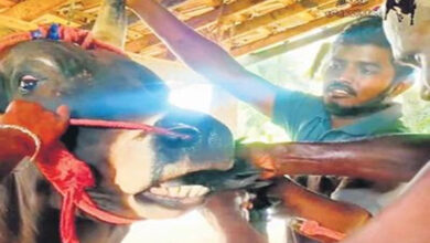 Photo of Tamil Nadu -सांड को जबरदस्ती जिंदा मुर्गा खिलाने के आरोप में यूट्यूबर के खिलाफ FIR