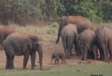 Photo of Chhattisgarh-तेजी से बढ़ रहा एक दंतैल हाथी, धमतरी रेंज एवं बनरौद सर्किल में अलर्ट