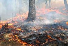 Photo of Dehradoon- आगजनी में 1011.328 हेक्टेयर वन संपदा नष्ट, अब तक हुईं 804 घटनाएं