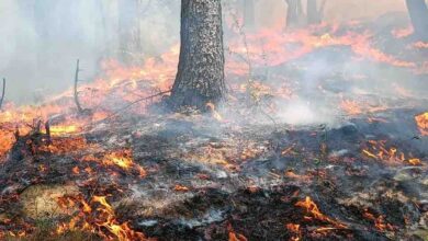 Photo of Dehradoon- आगजनी में 1011.328 हेक्टेयर वन संपदा नष्ट, अब तक हुईं 804 घटनाएं