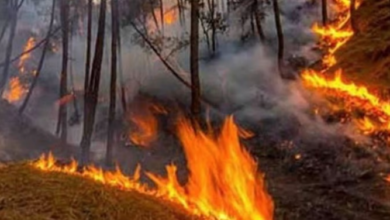 Photo of UTTARAKHAND- सरकार का दावा- उत्तराखंड में वनाग्नि की घटनाओं में आई कमी, अब तक 1063 आग की घटनाएं