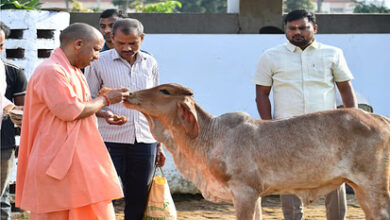 Photo of Gorakhpur: CM Yogi ने गोरखनाथ मंदिर की गोशाला में की गोसेवा