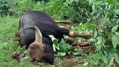 Bhopal- Male gaur dies in Van Vihar National Park