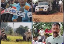 Photo of Madhya Pradesh: 10 हाथियों की मौत के बाद एक डेढ़ वर्षीय हाथी शावक का किया रेस्क्यू ऑपरेशन