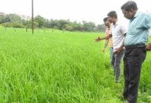 Chandauli news: Seeds are available for farmers at 50 to 100 percent subsidy - Vinod Yadav