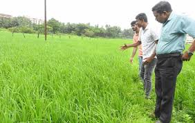 Chandauli news: Seeds are available for farmers at 50 to 100 percent subsidy - Vinod Yadav