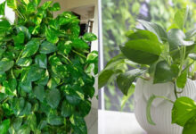 Tips for healthy money plant: Money plant will remain green if you keep these 4 things in mind, know special tips from gardeners