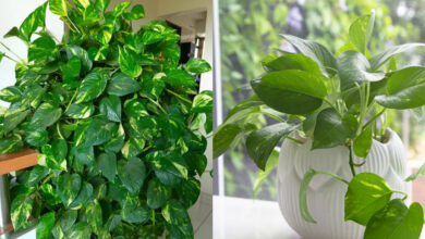 Tips for healthy money plant: Money plant will remain green if you keep these 4 things in mind, know special tips from gardeners