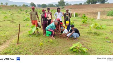 Sonbhadra: A target of planting 62 hundred saplings was set in 15 groups of Gram Sabha Markundi