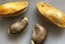 It gives benefits from weight, cholesterol to skin and hair