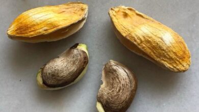 It gives benefits from weight, cholesterol to skin and hair