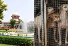 Supreme Court's big decision on stray dogs: Dogs will not be kept in shelter homes, feeding them in public places is prohibited