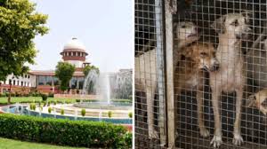 Supreme Court's big decision on stray dogs: Dogs will not be kept in shelter homes, feeding them in public places is prohibited