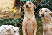 Stray Dogs news: Action will be taken against stray dogs in UP too, new animal birth control centers will be built in these three districts