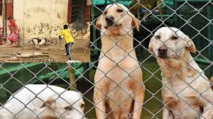 Stray Dogs news: Action will be taken against stray dogs in UP too, new animal birth control centers will be built in these three districts