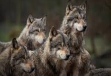 UP News: Elderly couple dies tragically due to wolf attack in Bahraich, villagers outraged