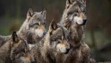 UP News: Elderly couple dies tragically due to wolf attack in Bahraich, villagers outraged