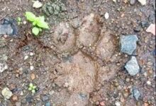 Bhopal news: Tiger attacks student near Jagran University campus