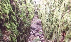 Siliguri news: Leopard's carcass found in tea garden, panic in the area