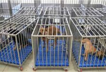 Sanjay Gandhi Animal Care Centre, SGACC Court Fine, Dog Custody Case Delhi, Court Order Violation SGACC, Animal Shelter Court Case, Seized Dogs Custody