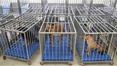 Sanjay Gandhi Animal Care Centre, SGACC Court Fine, Dog Custody Case Delhi, Court Order Violation SGACC, Animal Shelter Court Case, Seized Dogs Custody