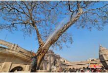 काशी विश्वनाथ पीपल वृक्ष, Kashi Vishwanath Temple Tree Conservation, वाराणसी पीपल वृक्ष संरक्षण