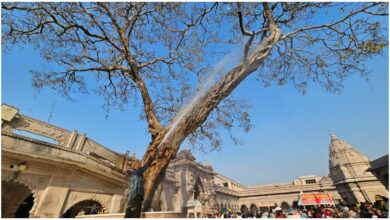 काशी विश्वनाथ पीपल वृक्ष, Kashi Vishwanath Temple Tree Conservation, वाराणसी पीपल वृक्ष संरक्षण